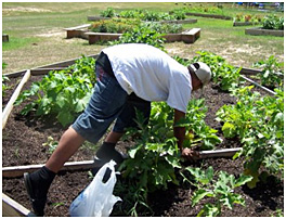 Photo of youth  from the Mississippi Band of Choctaw  Indians working in a community garden.